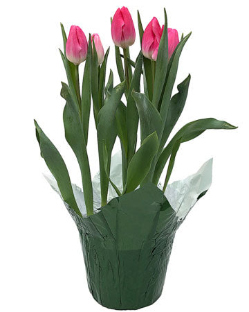 Potted Pink Tulips