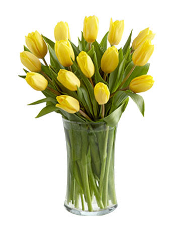 Yellow Tulips